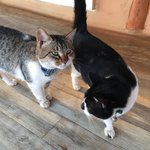 <b>올</b>만에 보는 시골집 고양이 세마리 *^^*