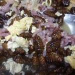 <b>번데기</b>비빔밥