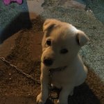 강아지는 사랑입니다