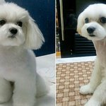 강아지가 성형을하네 참나ㅋㅋ