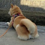 [댓글부탁해] 신전떡볶이 호야 <b>불호야</b>