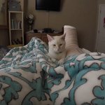 [포캣몬] 심폐<b>소생</b>술로 살아난 고양이 기억하시나요?