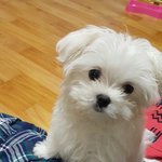 [동물사랑방] [강아지]크리스마스 이브에 <b>입양</b>한 이브