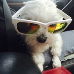 [강아지] 말티즈의 탈을 쓴 비글 똘이 5탄! 월요일부터 찾아온...