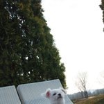 [강아지] 겁이 많은 <b>하치</b> 3탄 이에요~