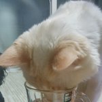 [고양이] 안타까운 <b>사진발</b>6