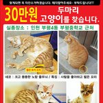 [고양이] 새 전단지. 네코와 <b>화동</b>이를 찾습니다