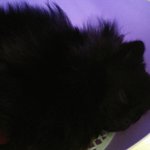 검정포메 콩이 성장일기(5)