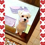 [강아지] 천방지축 뽀꾸의 <b>소소</b>한 일상