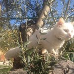 [포캣몬] <b>피난</b> 중 잃어버린 고양이를 다시 만나다!