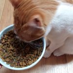 나의 동거남 <b>도칠</b>이 돌보는건 편하다.