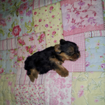 [강아지] 안녕하세요^^  개짱구라고 합니다.