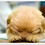 난쟁아 <b>자니</b>?
