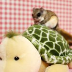 [하늘다람쥐] 아프리카 너른 초원에 <b>동물</b>들과 뛰노는 하늘다람쥐,...