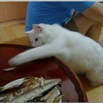 <b>집사</b>의 음식을 노리는 고양이