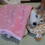 눕는 게 제일 좋은 <b>시바견</b>