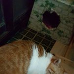 [고양이] 두번의 파양을 겪고 뚱자는 달라졌습니다. 다시 버려지지...