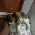 [고양이] 태비 닭가슴살성애묘 초봄이에게 평생 닭가슴살 조공해주실...