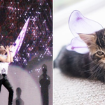 [시우민] 아름다운 요정 나비냥이ㅠㅠ(시우민)