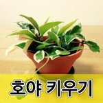 [인피니트] 오늘 <b>호야</b>한테 오랜만에 물줌ㅠㅠ