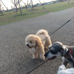 슈나 친구들을 소개합니다 ㅎ