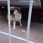 [고양이] 극강의 친화력으로 <b>무장</b>한 신디(신데렐라)! 냥줍인생 여지껏...