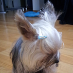 [강아지] 안녕하세요^^ <b>개짱</b>구 2탄 입니다.