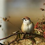 [방탄소년단] 참새레알<b>취저</b>;