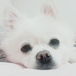 [꼭댓글부탁] 한번만 봐주세요!!!! 강아지를 찾습니다ㅠㅠ(광명)