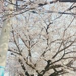 다들 자기 <b>지역</b>에 벚꽃 많이 피었어?