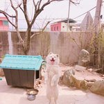 [방탄소년단] 순심이 때문에 내 심장 줍니다