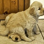 난쟁아 <b>보고</b><b>시</b>푸