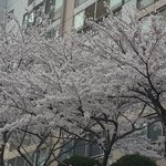 벚꽃보고왔다 ㅋㅋㅋㅋ