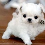 <b>난쟁이</b> 까꿍~