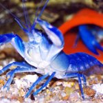 [EXO] <b>썸</b><b>원</b>콜더 가재 난 가재가 필요해