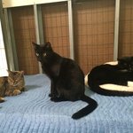 [고양이] 고양이 집사 입문기 2