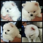 사진 투척했다 베플된 <b>탱이</b>