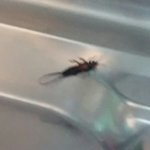 [혐오주의] 아 이 벌레 어떻게 죽여 <b>시밤</b> ㅠㅠㅠ