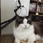 [탑과라떼] 탑과라떼는 미소<b>유발</b>냥