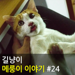 [메룽이<b>집사</b>] 길냥이 메룽이 이야기 #24