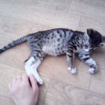 <b>겁쟁이</b> 울 냥이