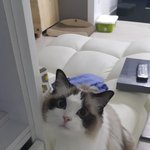 [고양이] 라티가 오랫만에 인사드려요!