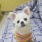 사람인척하는 개님 1