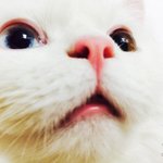 [옹심] 중2병이된 찹쌀떡 옹심이가 왔어유 2