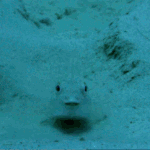 물 속 <b>생물</b>들의 놀라운 위장술