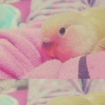 [교감] 반려조 뚜또의 죽음..