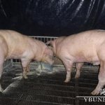 금자랑 언니 돼지 <b>듀오</b>