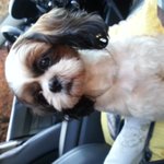 [강아지] 해맑은 시<b>츄</b> 우리 순이