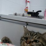 고양이 <b>사료</b>