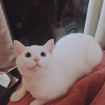 [고양이] 고양이 중성화 수술후...<b>돌변</b>한 성격